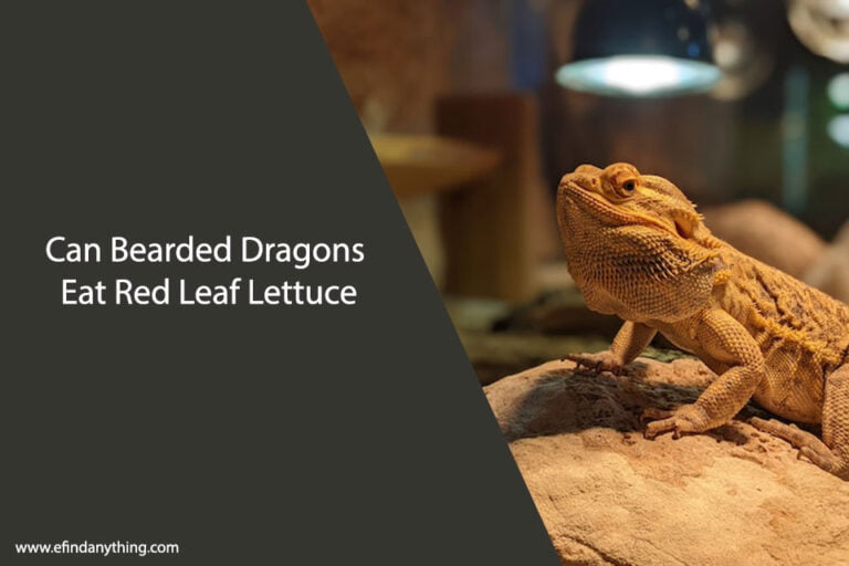 Can Bearded Dragons Eat Red Leaf Lettuce