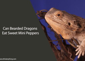 Can Bearded Dragons Eat Sweet Mini Peppers