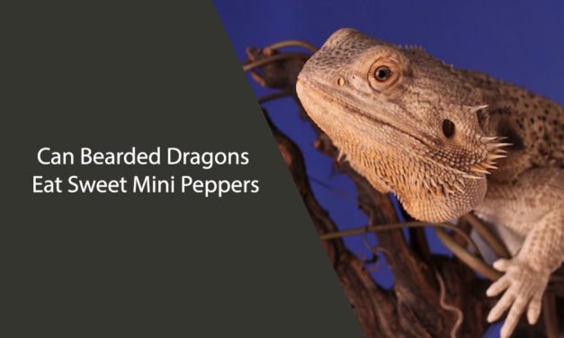 Can Bearded Dragons Eat Sweet Mini Peppers?