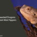 Can Bearded Dragons Eat Sweet Mini Peppers