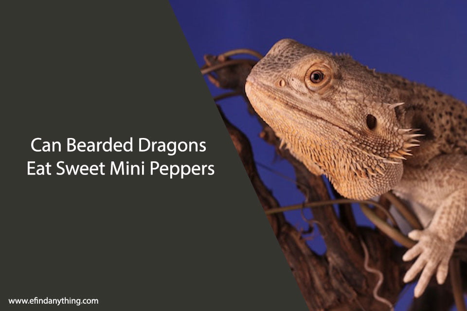 Can Bearded Dragons Eat Sweet Mini Peppers?