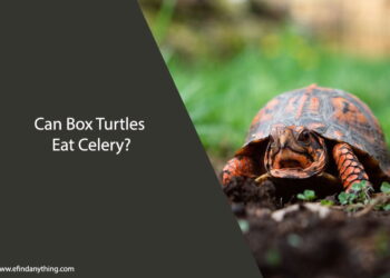 Can Box Turtles Eat Celery