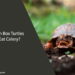 Can Box Turtles Eat Celery