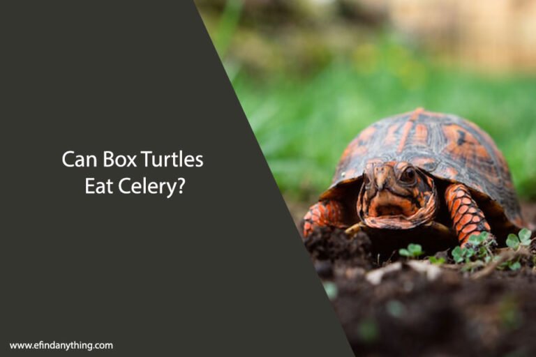 Can Box Turtles Eat Celery