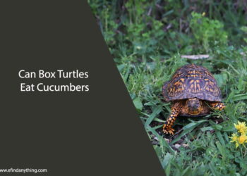 Can Box Turtles Eat Cucumbers