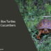 Can Box Turtles Eat Cucumbers