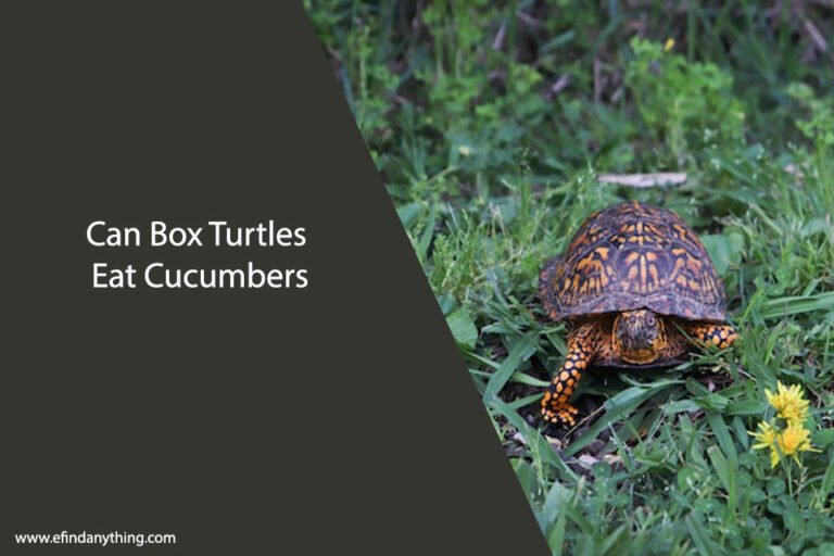 Can Box Turtles Eat Cucumbers