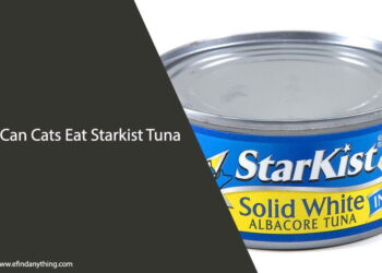 Can Cats Eat Starkist Tuna