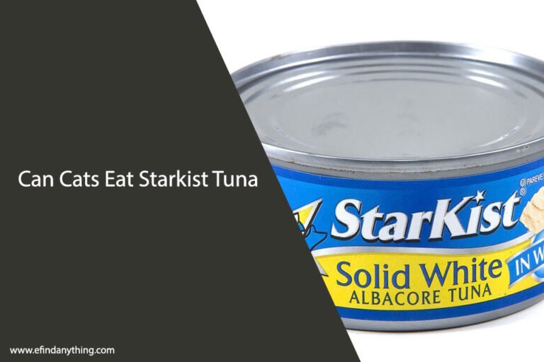 Can Cats Eat Starkist Tuna