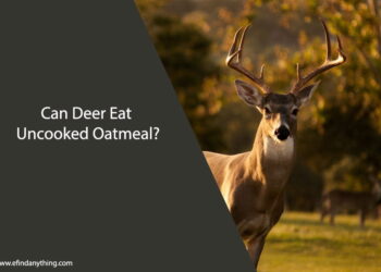 Can Deer Eat Uncooked Oatmeal