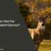 Can Deer Eat Uncooked Oatmeal