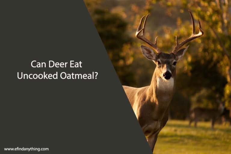 Can Deer Eat Uncooked Oatmeal