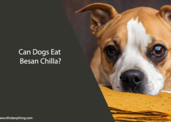 Can Dogs Eat Besan Chilla