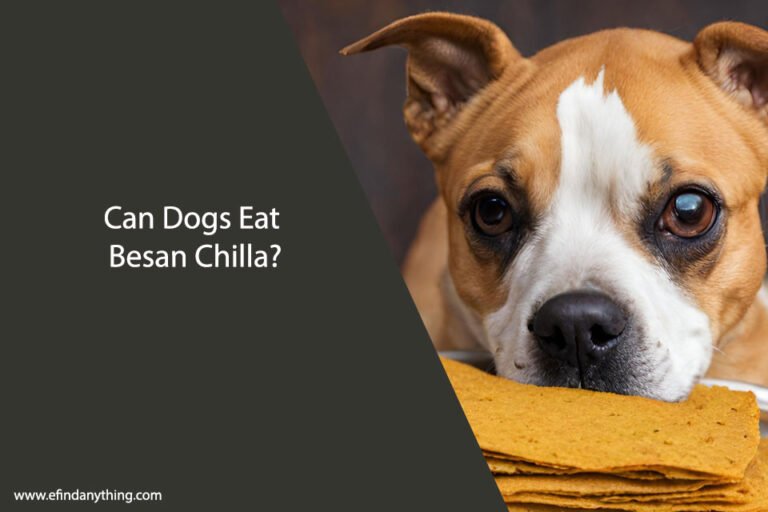 Can Dogs Eat Besan Chilla