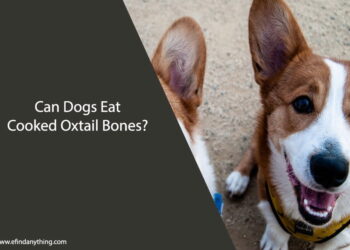 Can Dogs Eat Cooked Oxtail Bones