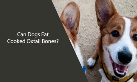 Can Dogs Eat Cooked Oxtail Bones