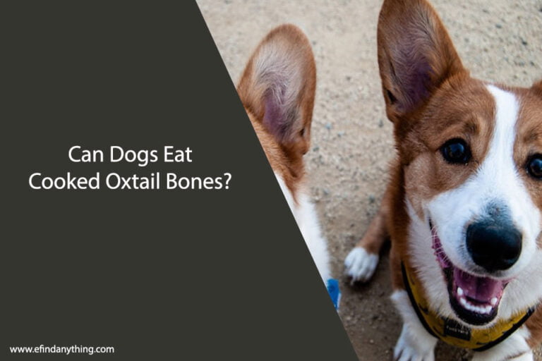 Can Dogs Eat Cooked Oxtail Bones
