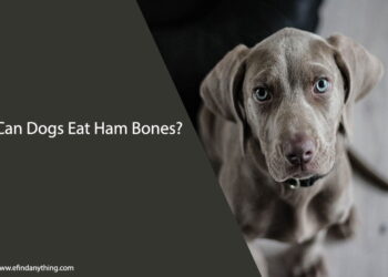 Can Dogs Eat Ham Bones