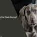 Can Dogs Eat Ham Bones