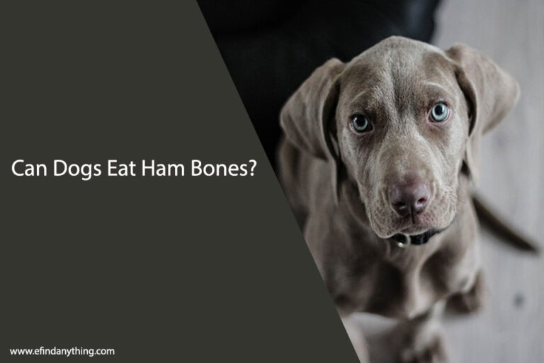 Can Dogs Eat Ham Bones