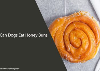 Can Dogs Eat Honey Buns