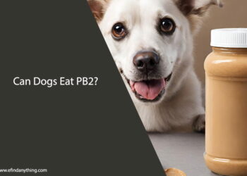 Can Dogs Eat PB2