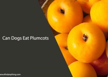 Can Dogs Eat Plumcots