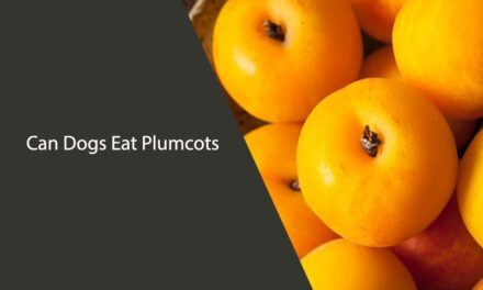Can Dogs Eat Plumcots?