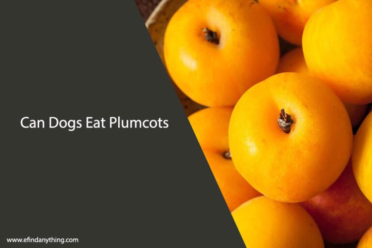 Can Dogs Eat Plumcots