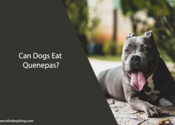 Can Dogs Eat Quenepas