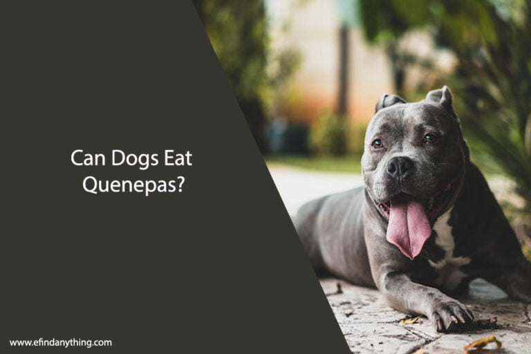 Can Dogs Eat Quenepas