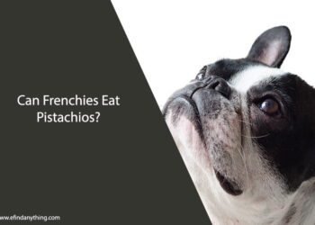 Can Frenchies Eat Pistachios