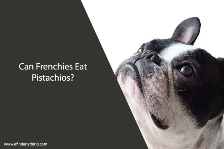 Can Frenchies Eat Pistachios