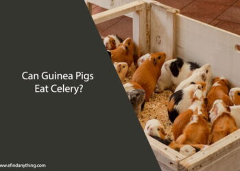 Can Guinea Pigs Eat Celery
