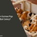 Can Guinea Pigs Eat Celery