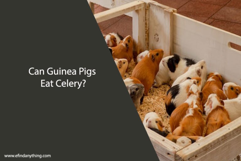 Can Guinea Pigs Eat Celery