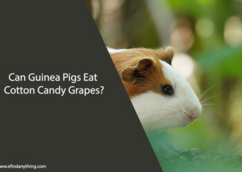 Can Guinea Pigs Eat Cotton Candy Grapes