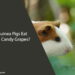 Can Guinea Pigs Eat Cotton Candy Grapes