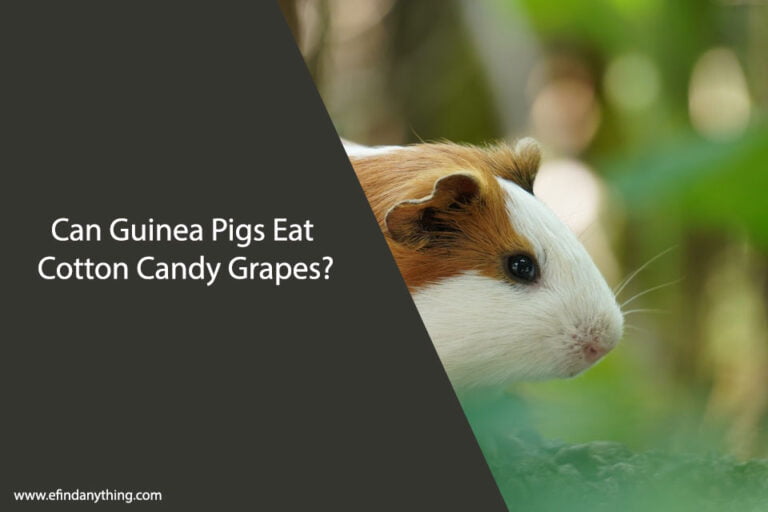 Can Guinea Pigs Eat Cotton Candy Grapes