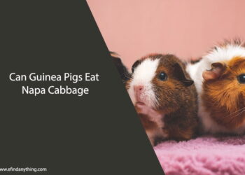 Can Guinea Pigs Eat Napa Cabbage