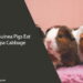 Can Guinea Pigs Eat Napa Cabbage