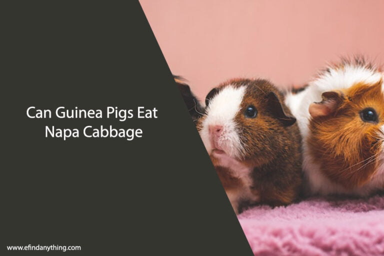 Can Guinea Pigs Eat Napa Cabbage