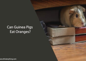 Can Guinea Pigs Eat Oranges