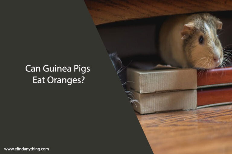 Can Guinea Pigs Eat Oranges