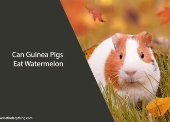 Can Guinea Pigs Eat Watermelon?
