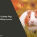 Can Guinea Pigs Eat Watermelon?