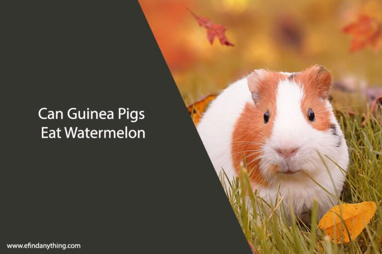 Can Guinea Pigs Eat Watermelon?