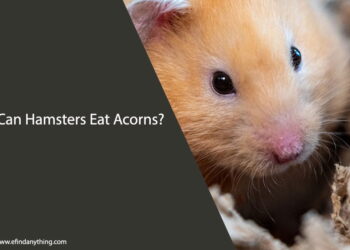 Can Hamsters Eat Acorns