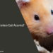 Can Hamsters Eat Acorns