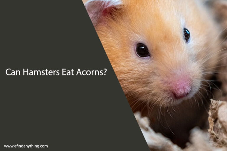 Can Hamsters Eat Acorns
